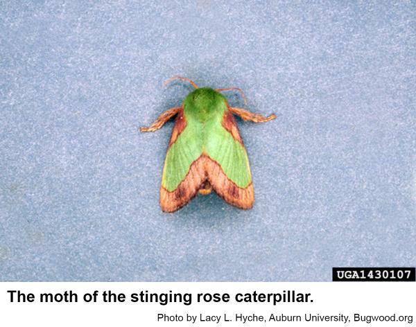 Stinging rose caterpillar moth